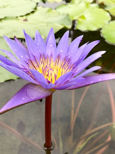 Lily pad Purple