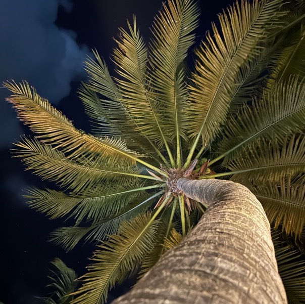 Palm Spiral