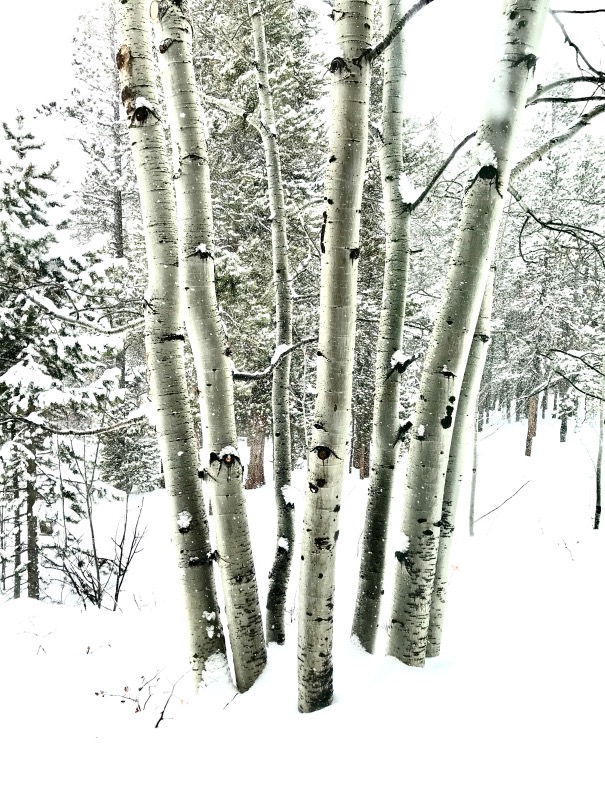 Snow Birch